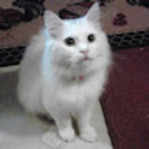 Meet your Posher, Crystal